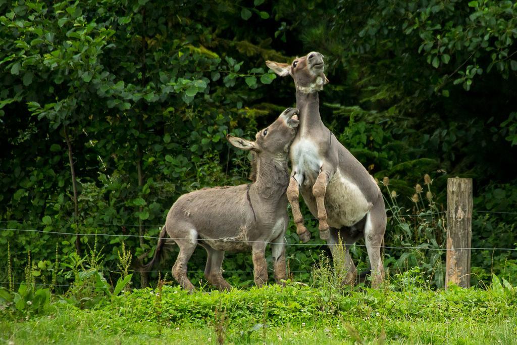 Steigmatt Bauernhof- Erlebnis Alojamento de Turismo Rural
