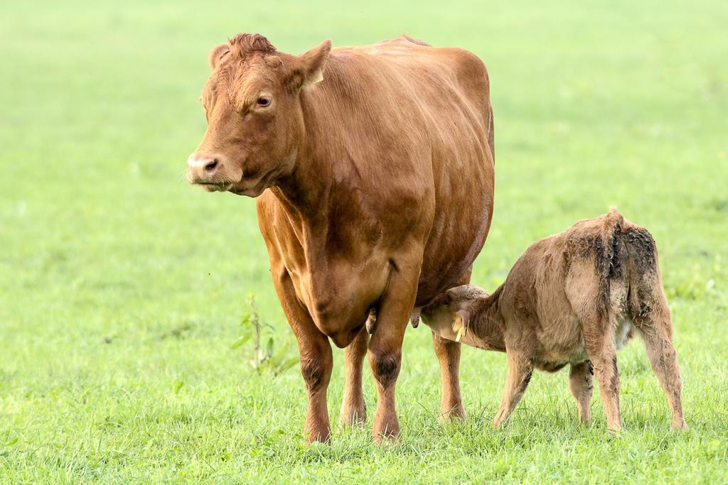 Steigmatt Bauernhof- Erlebnis Alojamento de Turismo Rural Montlingen