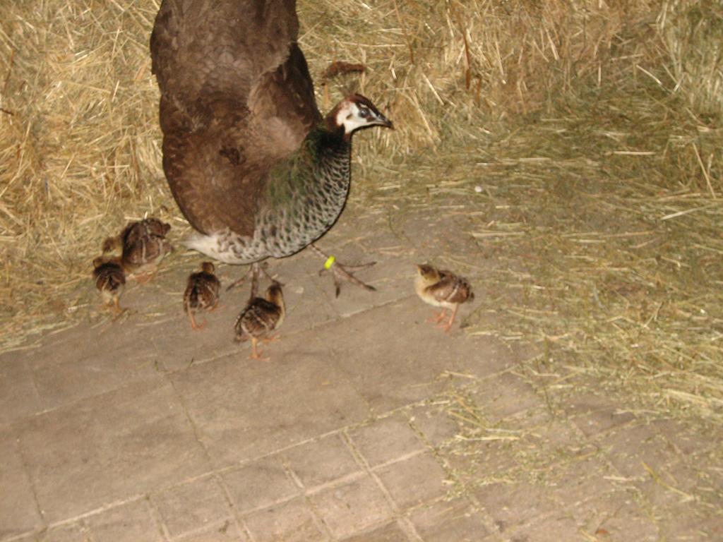 Steigmatt Bauernhof- Erlebnis Farm stay