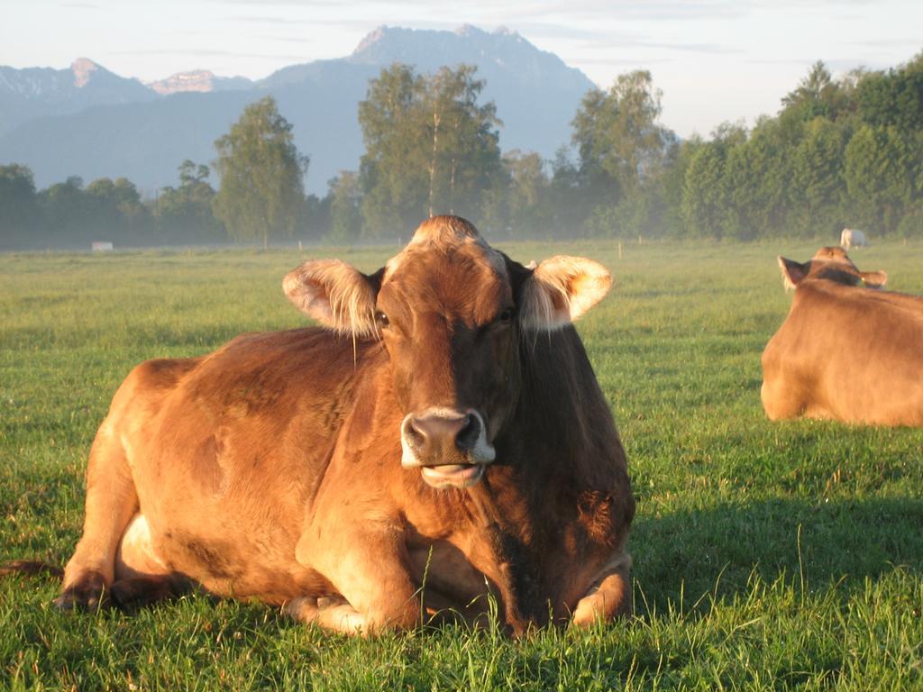 Alojamento de Turismo Rural Steigmatt Bauernhof- Erlebnis *