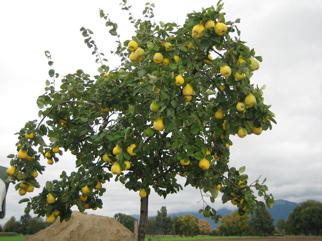 Steigmatt Bauernhof- Erlebnis * Montlingen