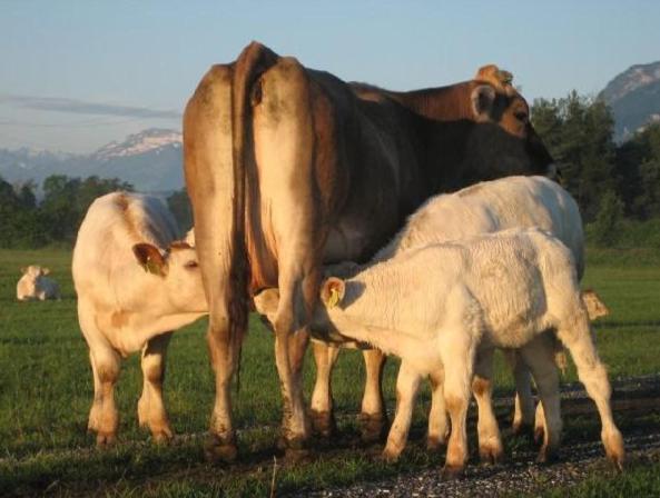 Steigmatt Bauernhof- Erlebnis Alojamento de Turismo Rural Montlingen