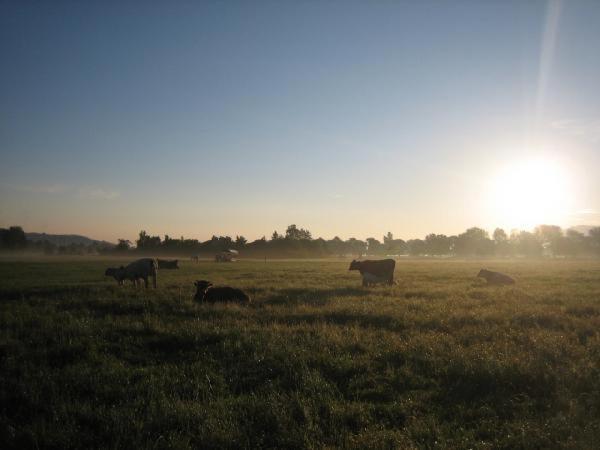 Farm stay Steigmatt Bauernhof- Erlebnis *